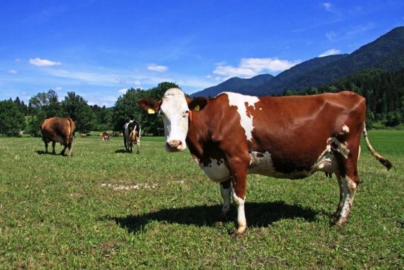 Farmhouse Soklic Bohinj Ngoại thất bức ảnh